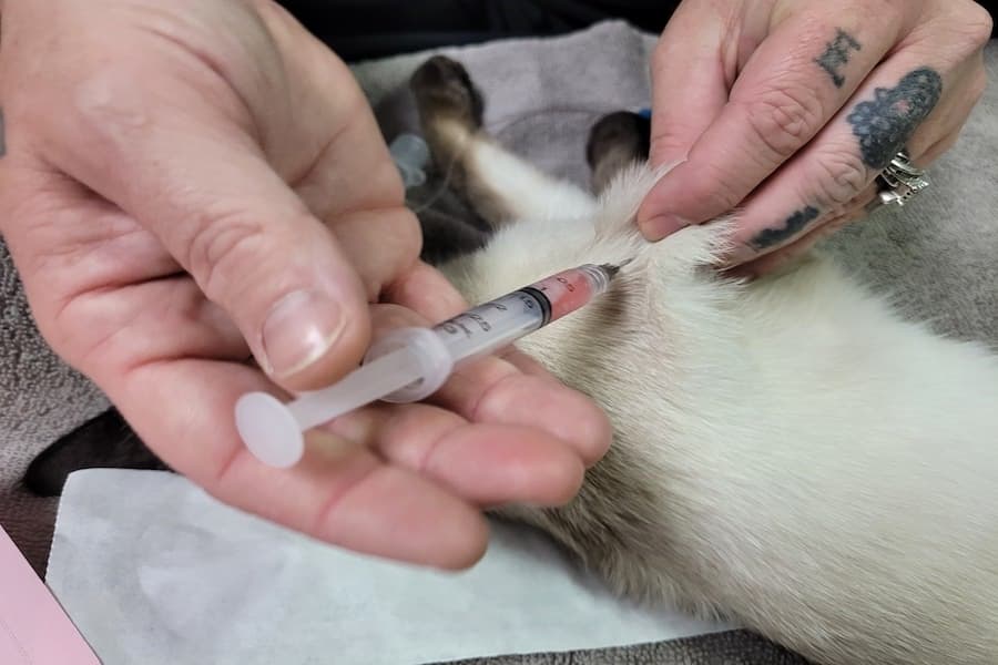 New Braunfels updates rabies ordinance for more flexibility for pet owners