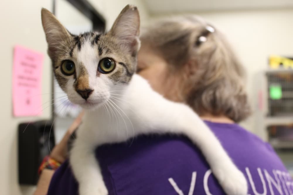 League City animal shelter receives award for commitment to lifesaving