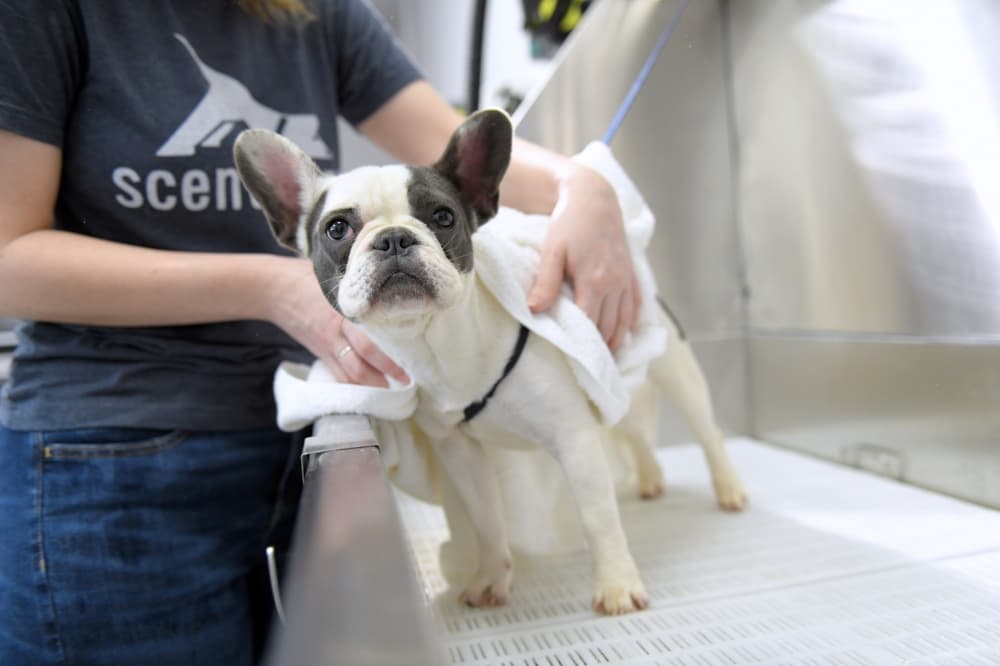 Scenthound now offering dog grooming services in Cypress