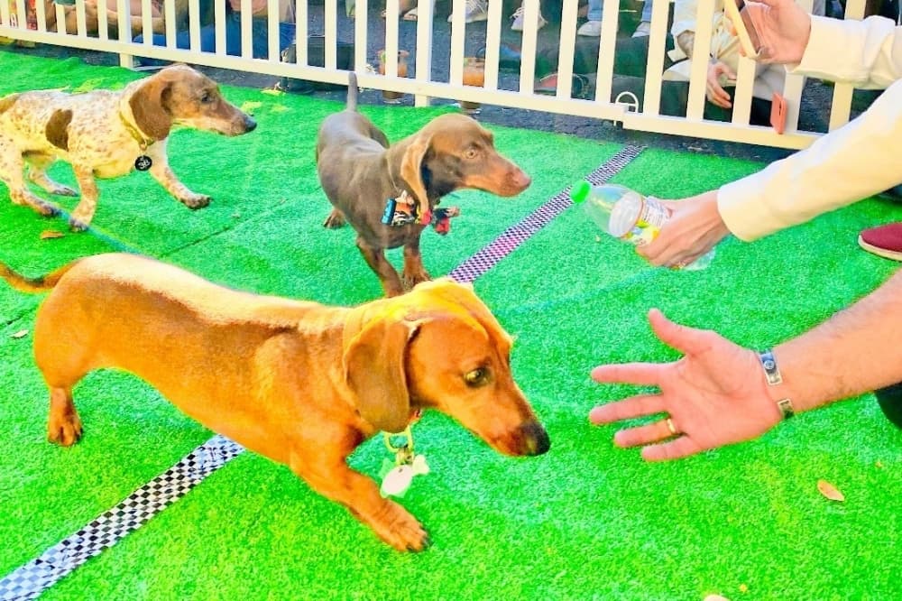 Dog races, Oktoberfest: 5 things to do in Spring, Klein this weekend, Sept. 22-25