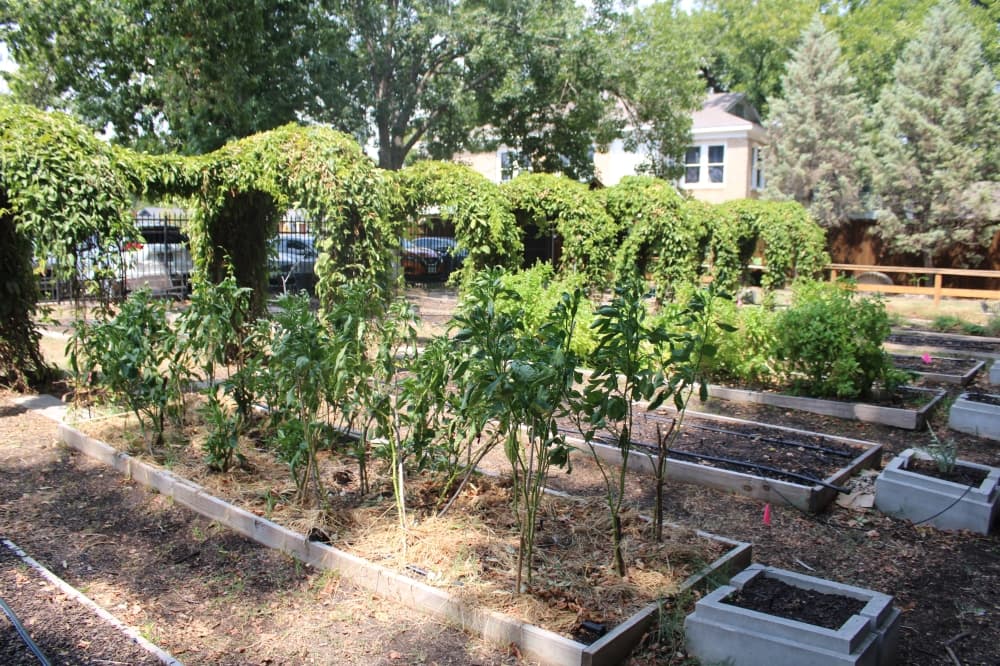 A garden behind The Garden Cafe restaurant. 