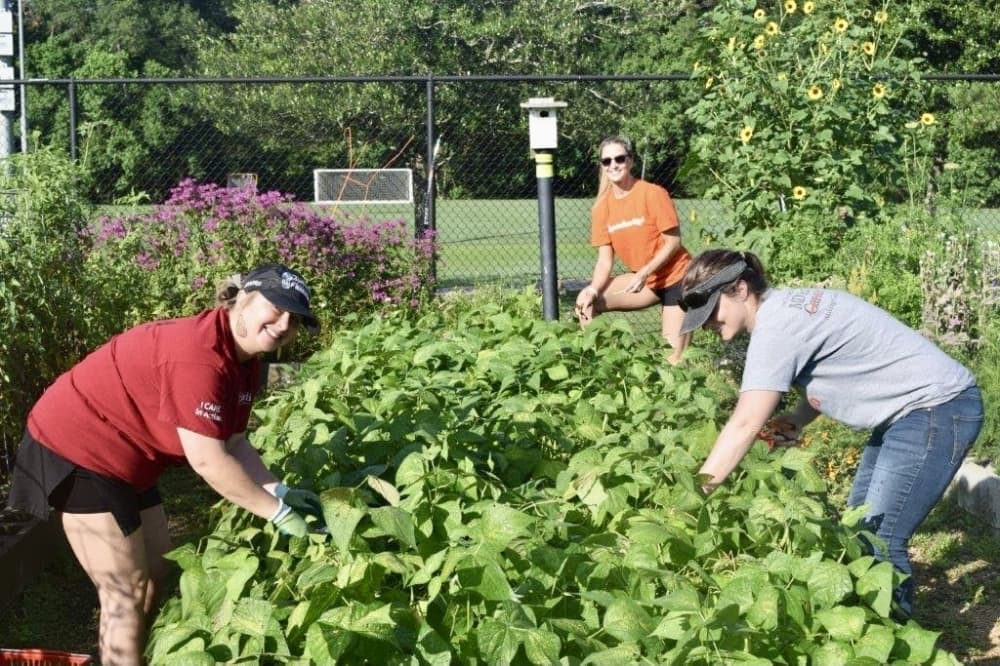 Employees of Houston Methodist The Woodlands Hospital harvest vegetables in the garden at Veggie Village. 