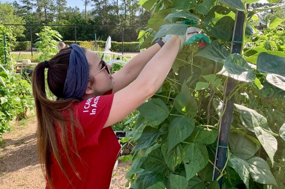 A volunteer at Veggie Village picks a vegetable off a vine in the garden during a harvesting event at The Interfaith of The Woodlands. 