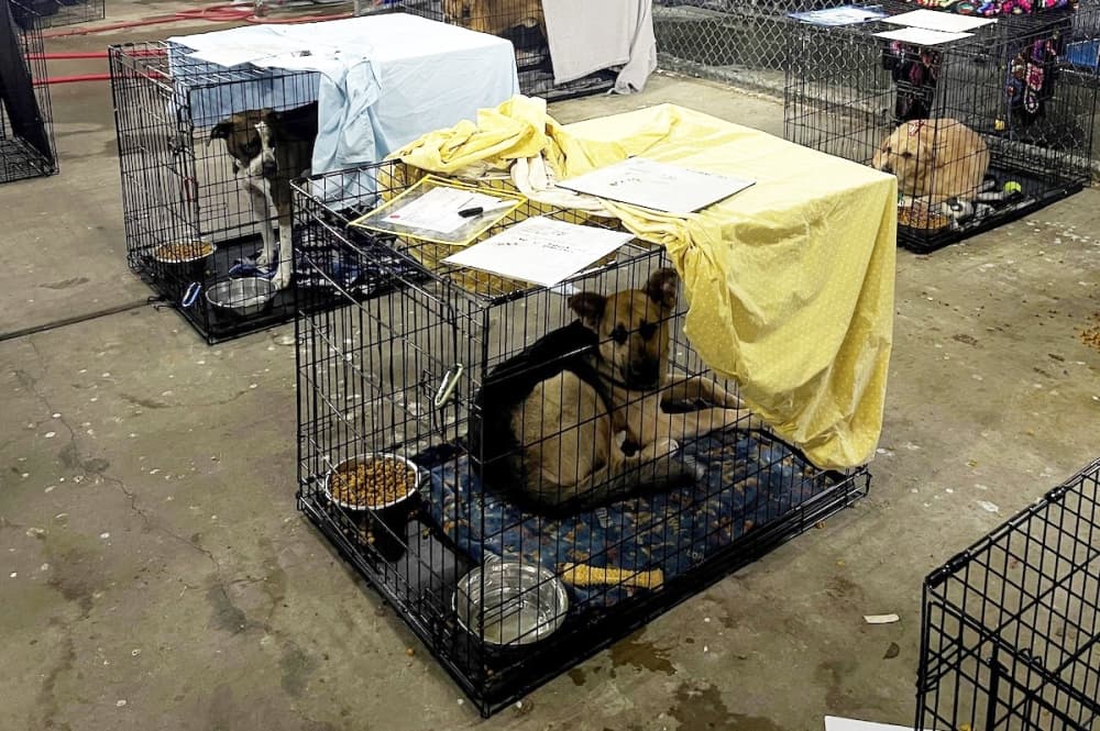Audit shows Austin Animal Center fails to treat animals humanely, often closed for intake