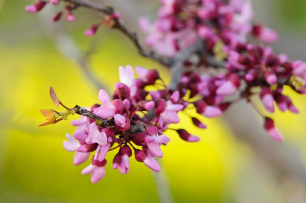 Plano to open reservations for tree giveaway
