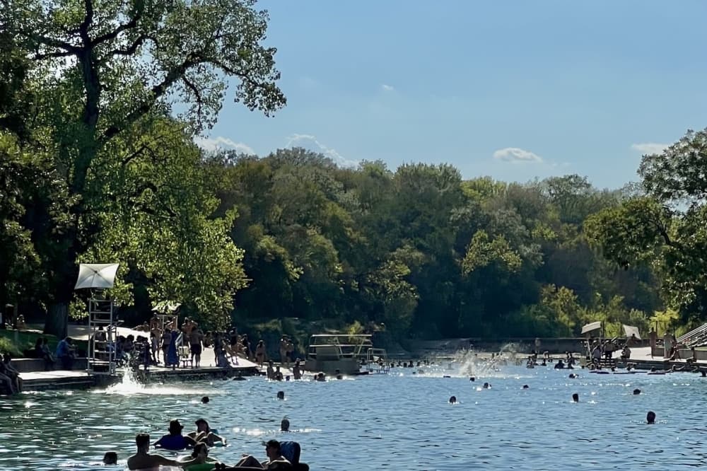 City to remove sick tree at Barton Springs pool due to safety risks