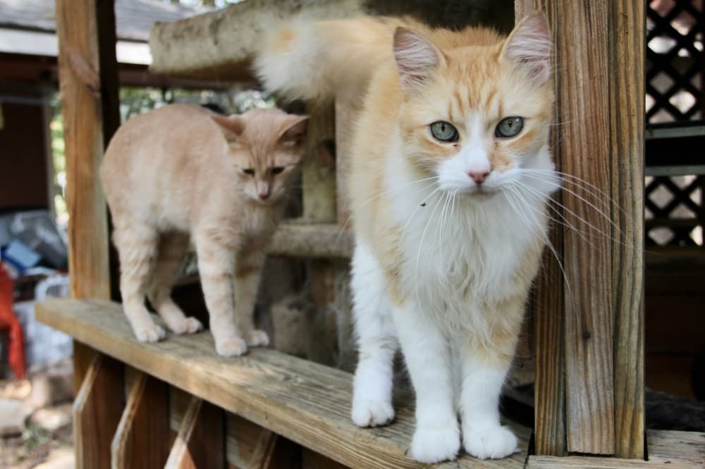 A shot of two cats in the outdoor area of Copper’s Cat Commune in Spring