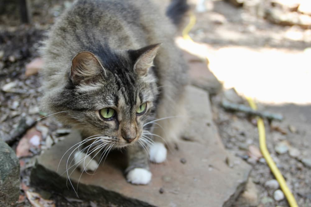 Copper's Cat Commune in Spring offers ‘adoption-challenged’ cats chance at 10th life