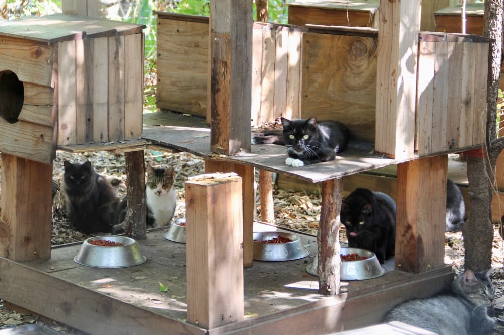 A shot of the feral cat colony at Copper's Cat Commune