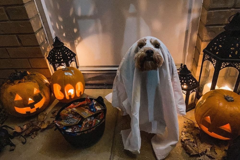Dog costume parties and a gumbo cookoff: 8 things to do in Katy this fall