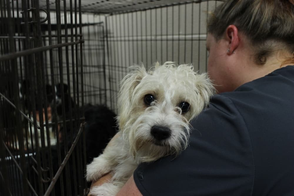 Frisco officials consider plans for $12.8M animal facility