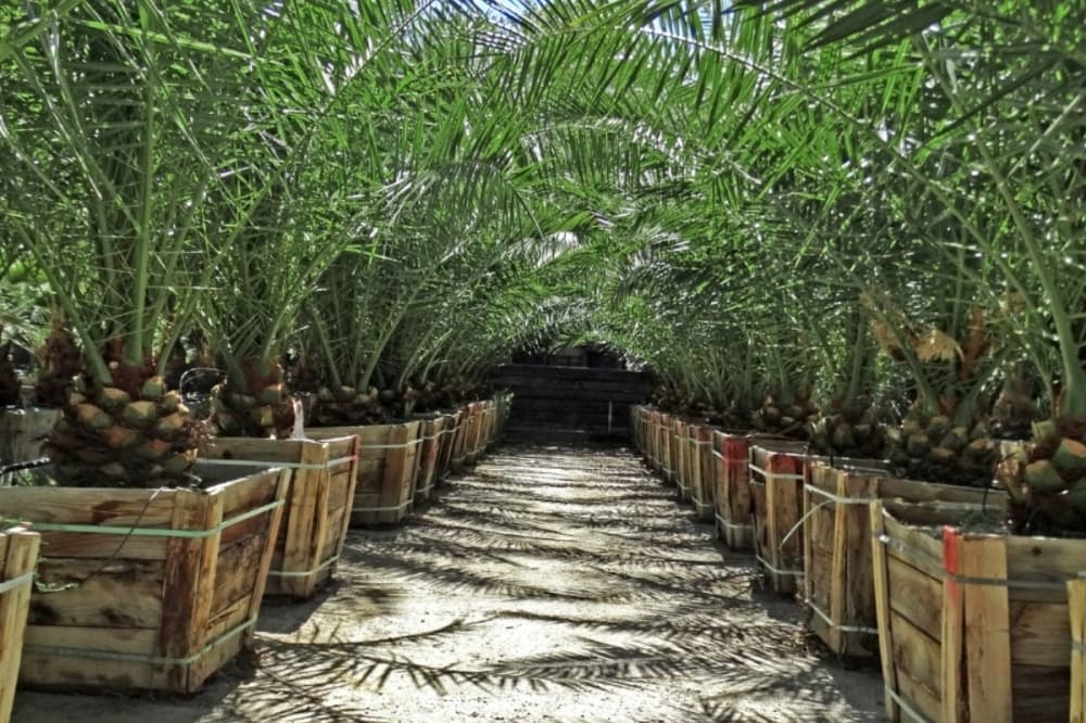Moon Valley Nurseries opens first San Antonio location