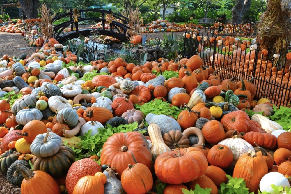 7 upcoming fall events in Lake Highlands, Lakewood
