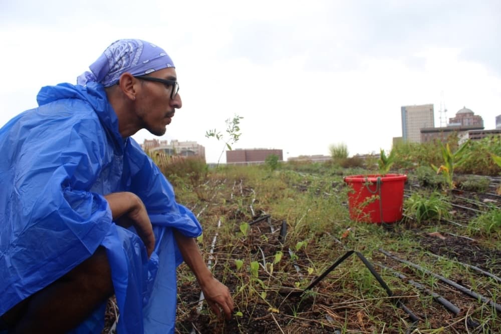 Aaron Flores is working at the rooftop farm.