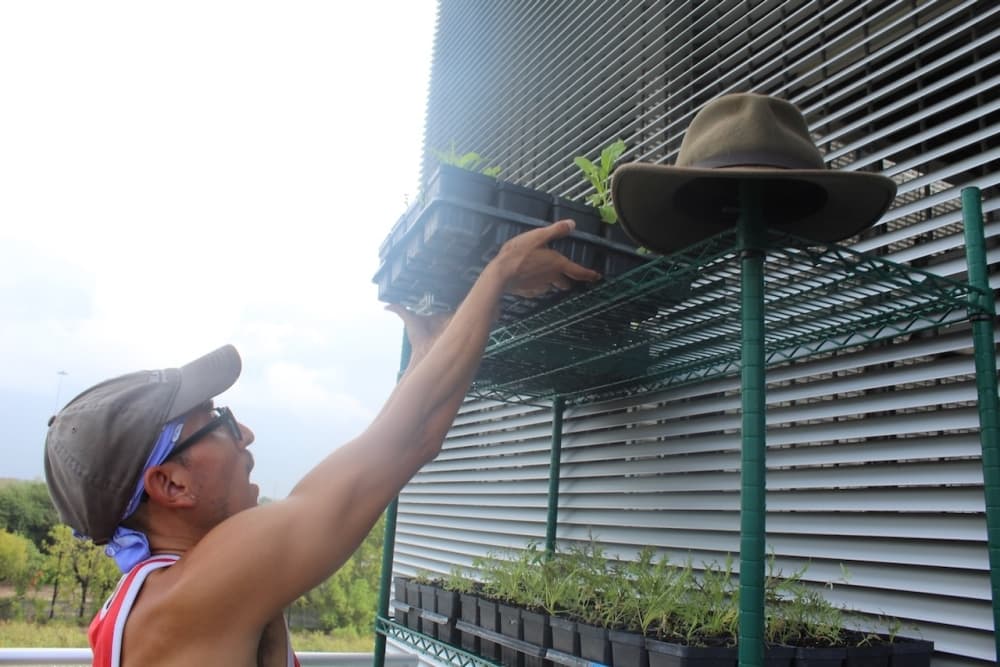 This is a worker handling trays of fresh kale.