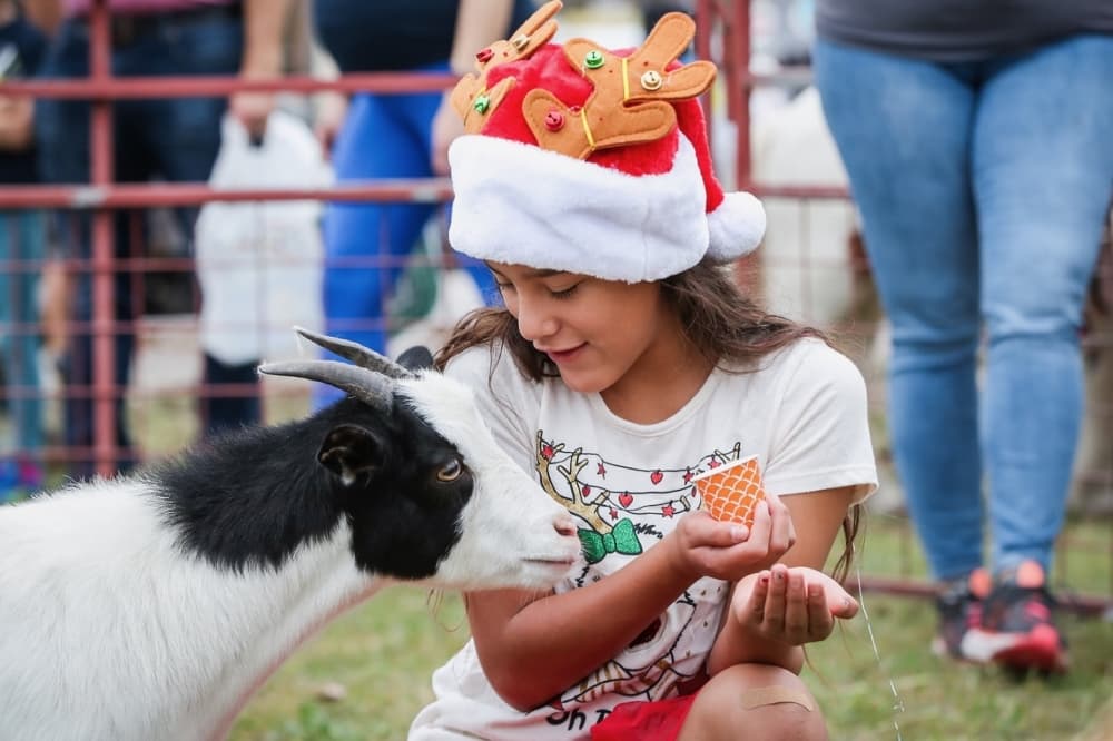 a young girl feeds a goat