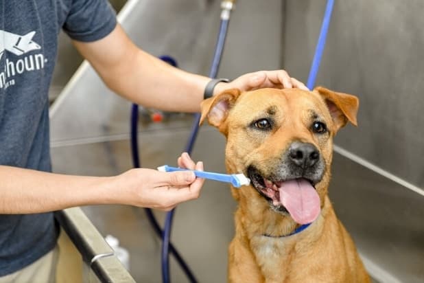 Wellness-based dog care business Scenthound to open Oct. 30 in Round Rock