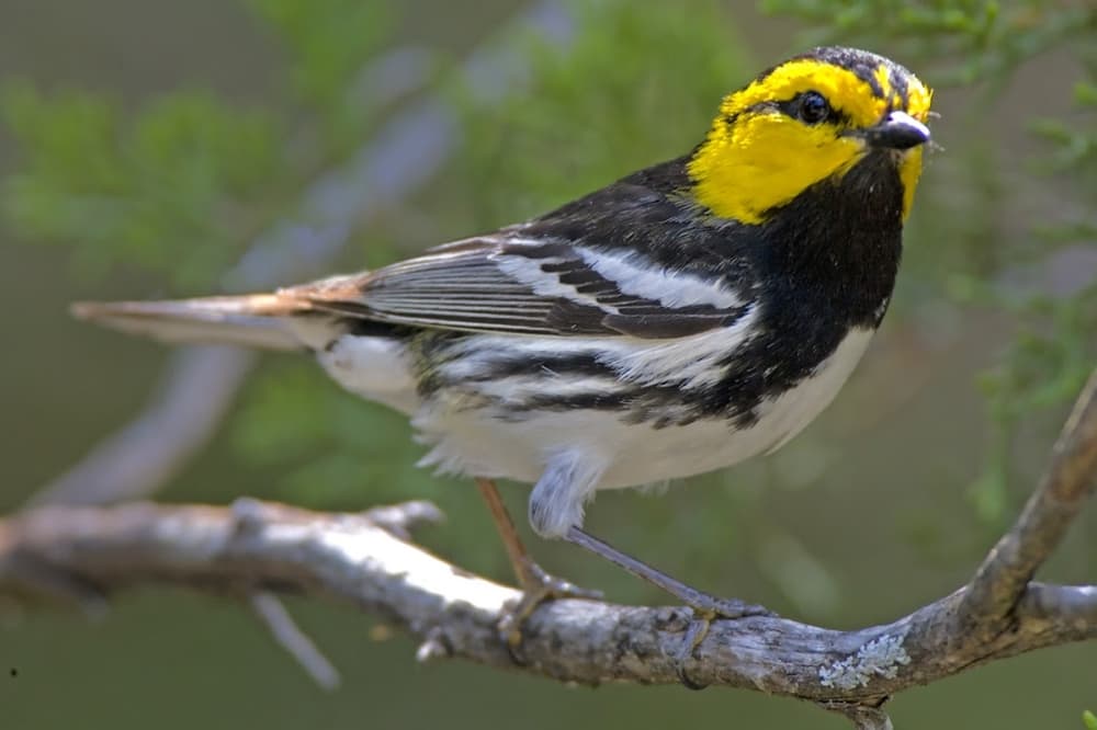Austin extends permit protecting 32,000 acres of wildland, endangered species