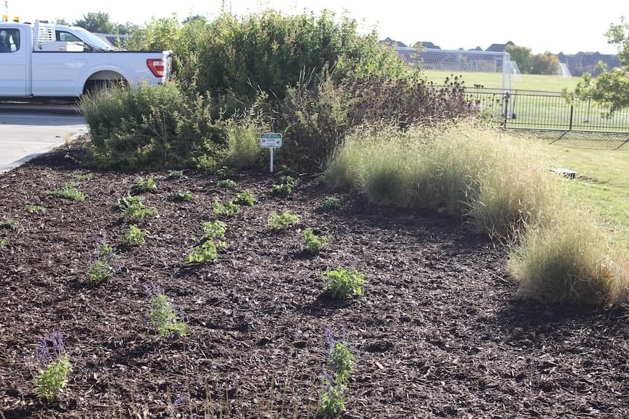 Picture of a recently expanded monarch waystation and pollinator garden.