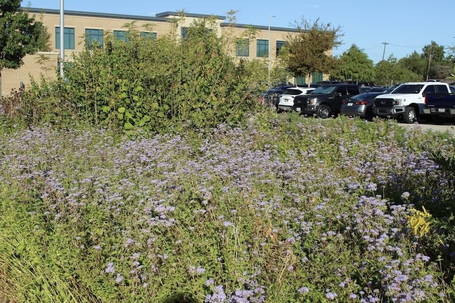 Picture of the current monarch waystation and pollinator garden.
