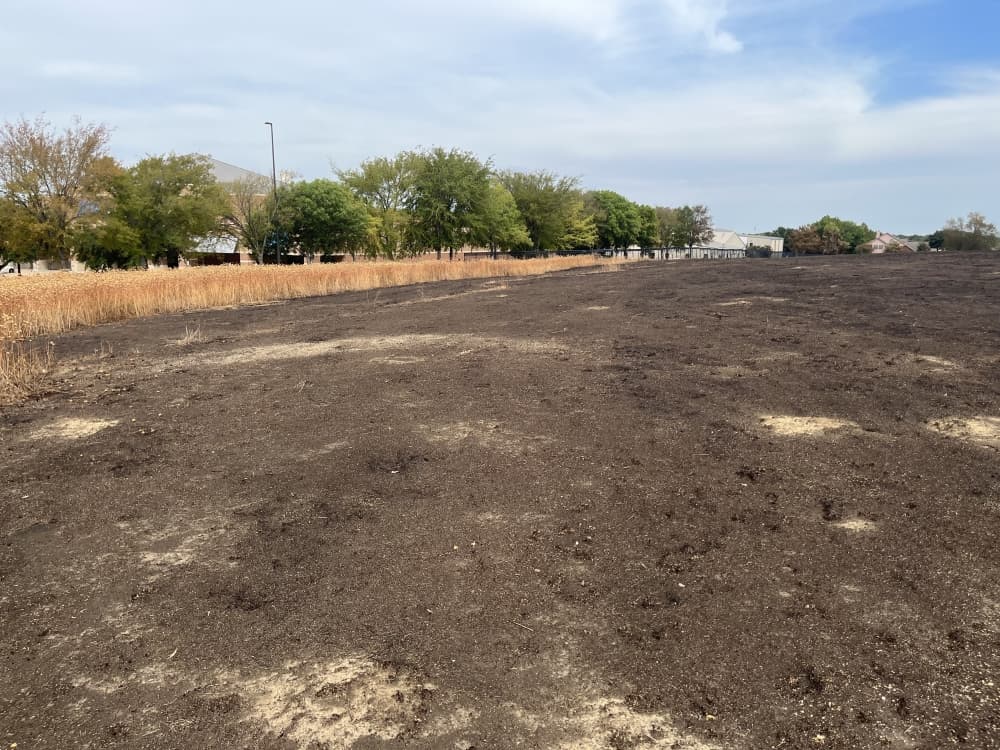 'Business as usual' for The Mound as regrowth begins following fire
