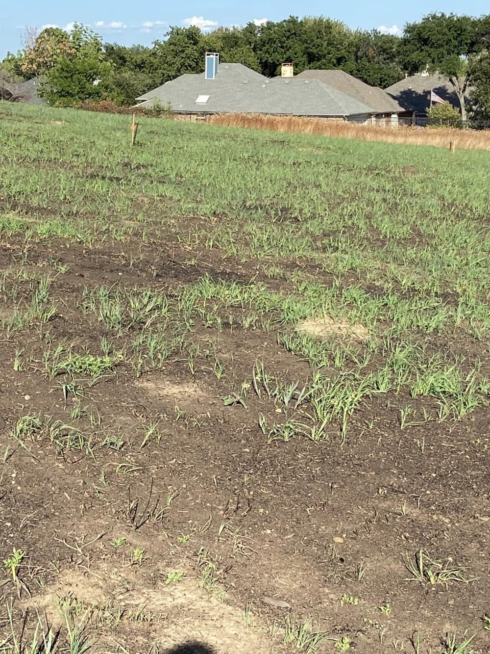 The Mound regrowing
