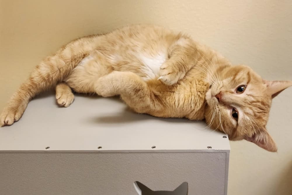 Cibolo Animal Services saved 96.19% of animals that entered the shelter in 2022