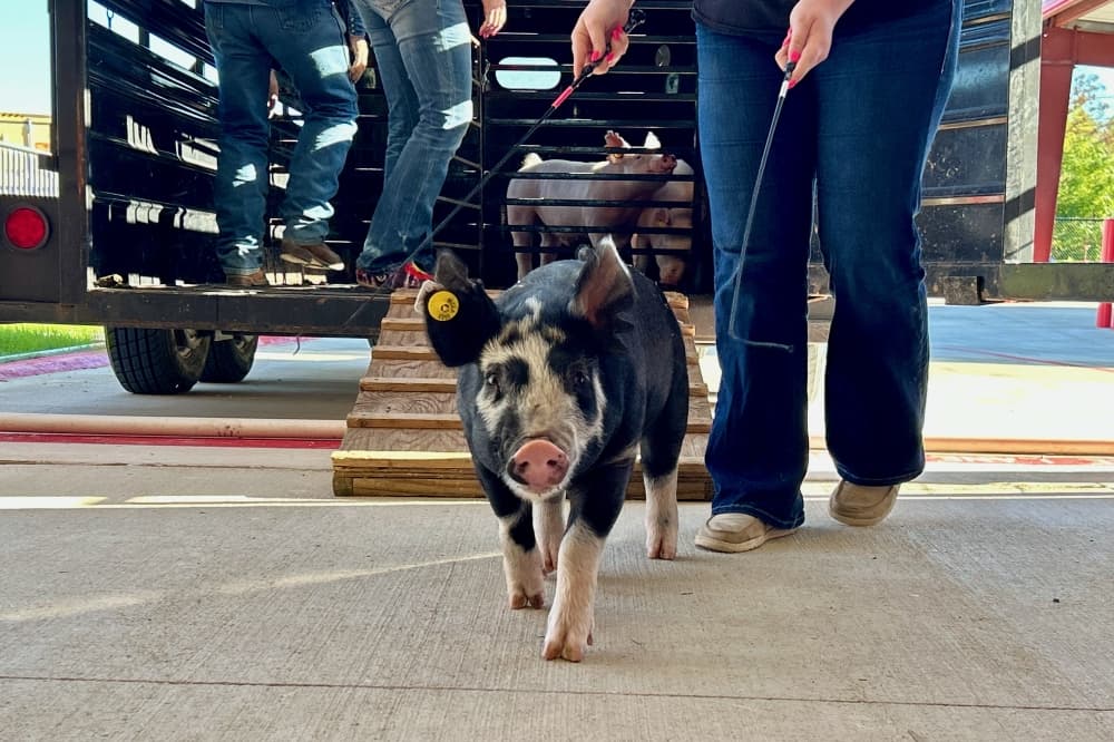 Georgetown ISD to hold grand opening for East View High School agriculture barn Nov. 6