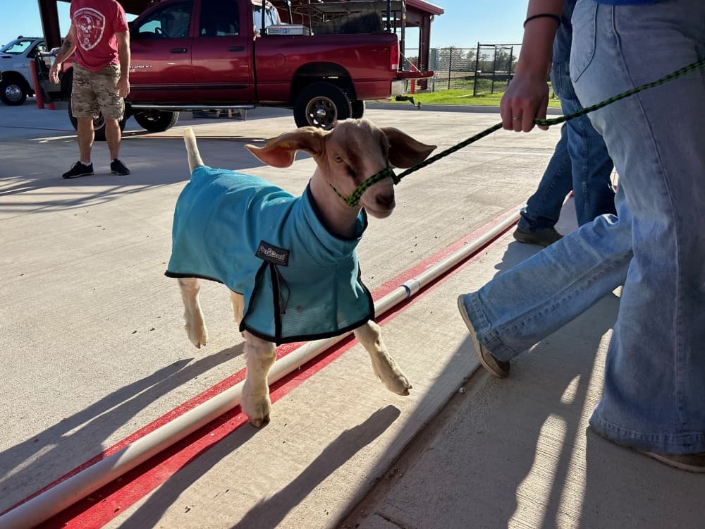 goat on a leash
