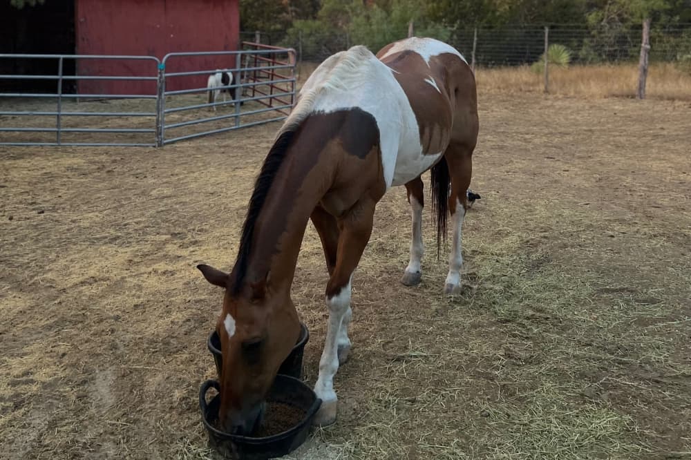 New Spicewood equestrian club open for horse training, boarding