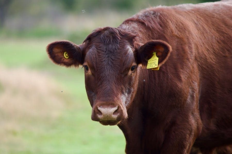 Alvin ISD to hold its annual livestock show and auction