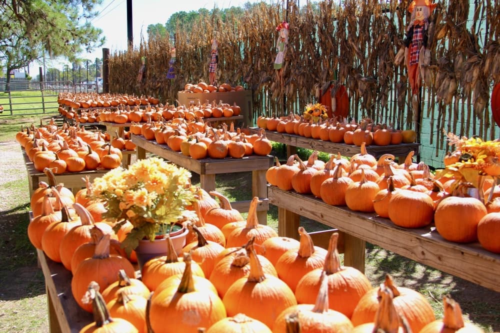 Boo Fest, Tent or Treat: 5 Lake Houston-area events to attend this weekend, Oct. 27-29