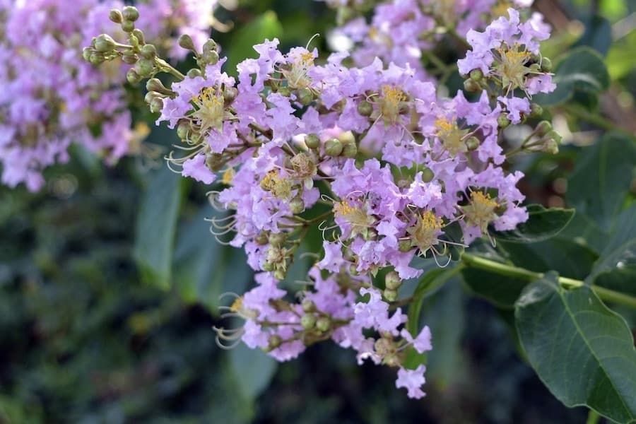 Arbor Day celebration coming to Argyle
