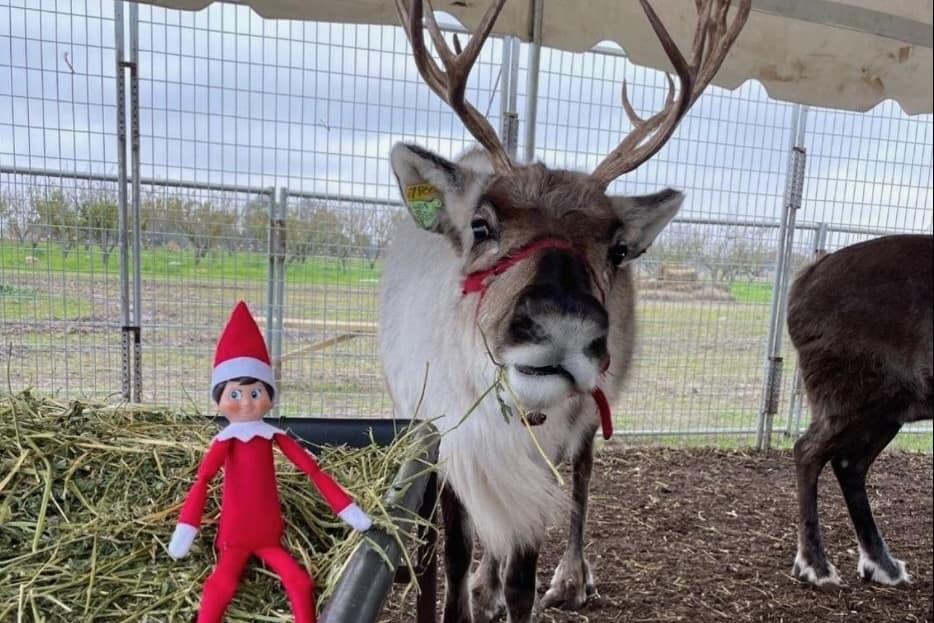 reindeer