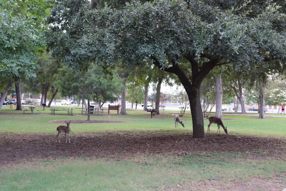 Annual deer death toll prompts action from New Braunfels, Texas Parks & Wildlife Department