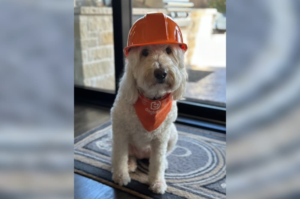 Dogtopia of West Frisco to offer dog day care