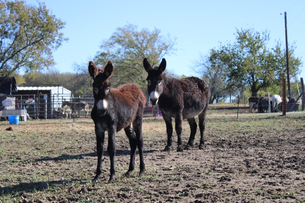 Two donkeys in a field. 