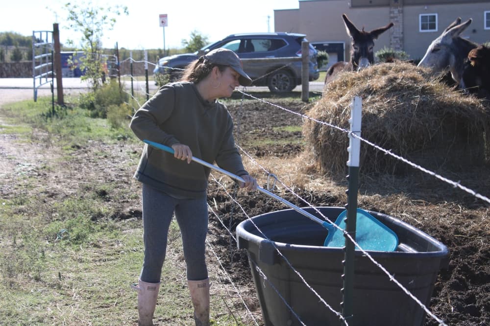 Rebecca Tudor cleaning the donkey's water.