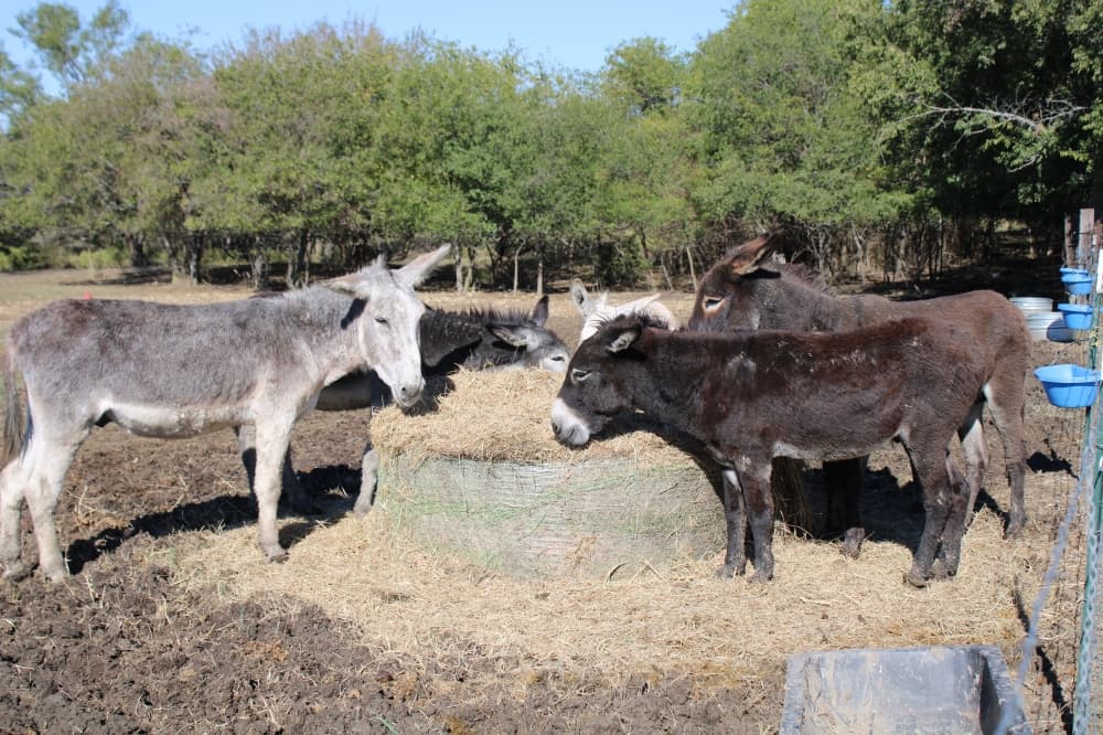 Donkeys eating hay. 