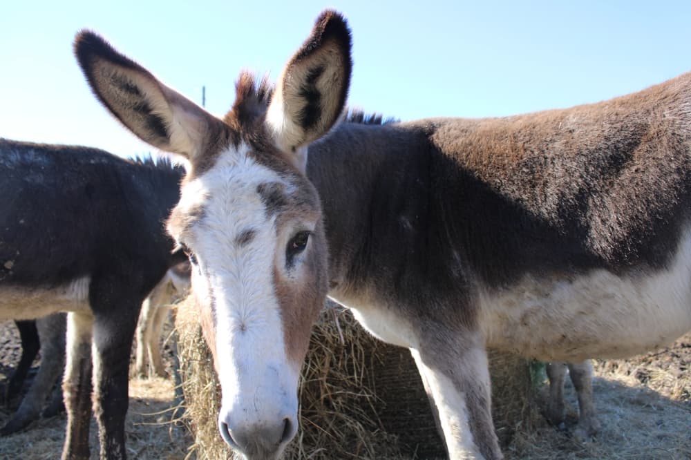 Donkey looks at the camera.