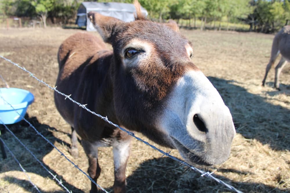 Celina nonprofit focuses on saving donkeys, other equines