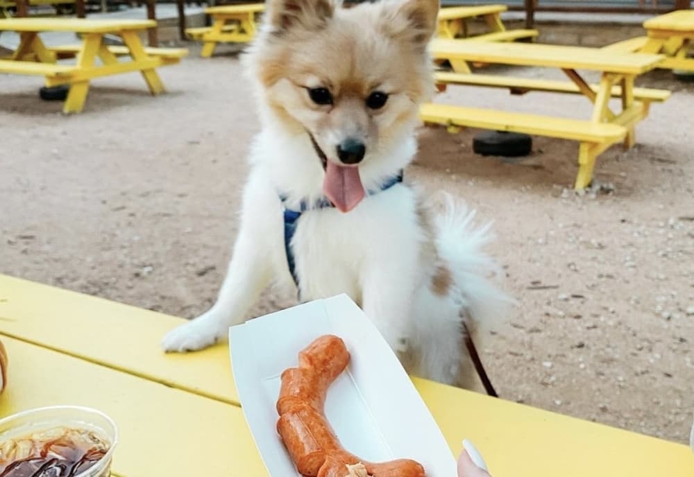 A small dog perched on a picnic table looks at a hot dog.