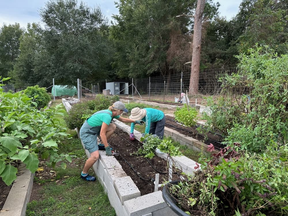 volunteers working in garden