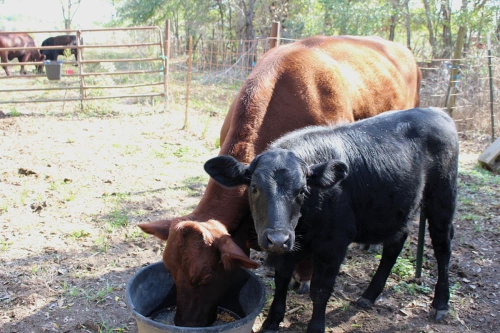 Two cows eat from bucket