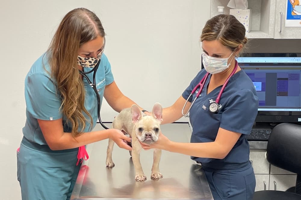 CityVet to offer veterinary services, pet supplies in McKinney