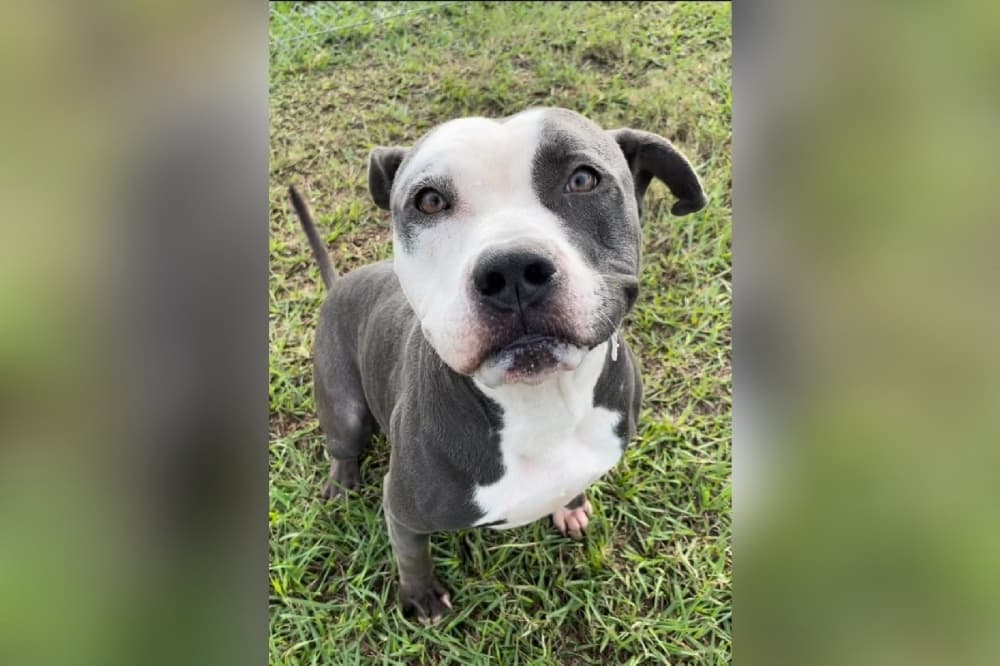 UPDATE: Fort Bend County animal shelter over 250% of capacity, not considering euthanasia to save space