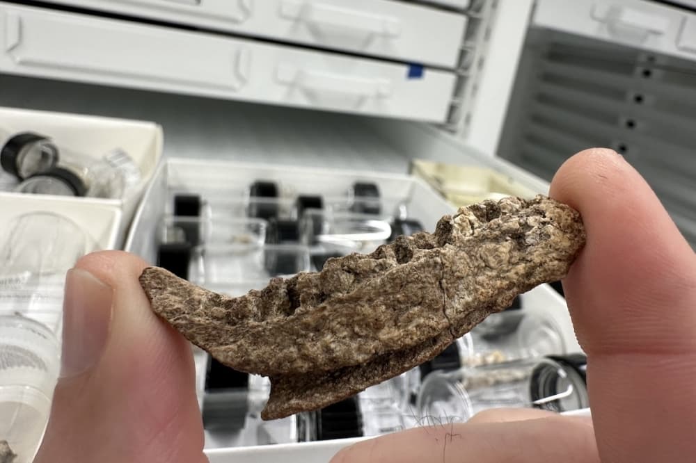 Fossil discovered near Lake Grapevine reveals new species