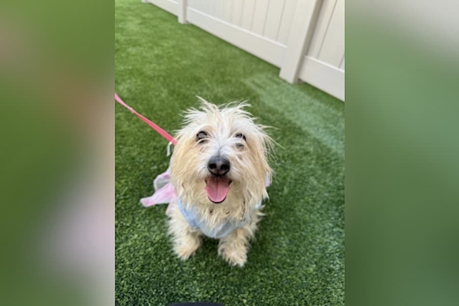 The Dog Stop brings doggie day care, grooming in Argyle