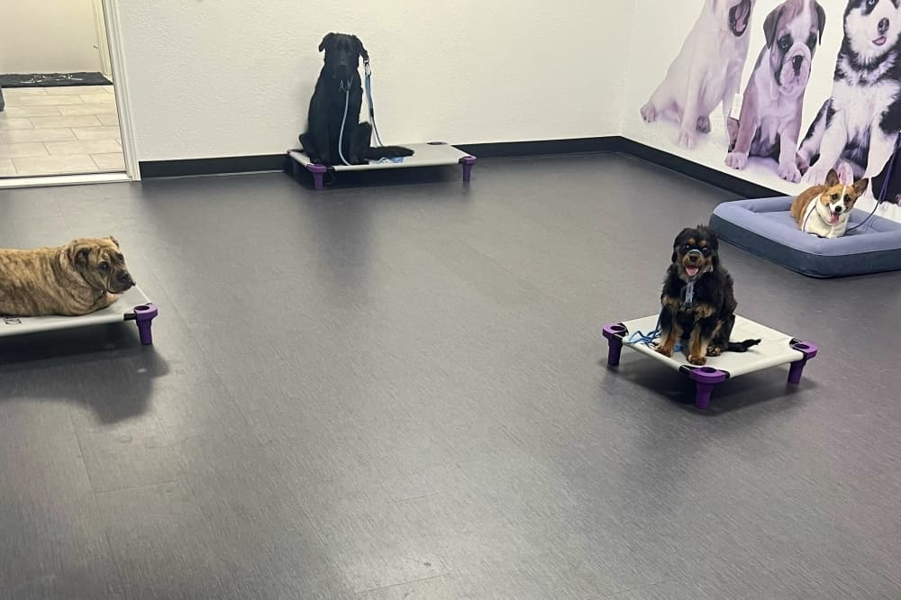 The Dog Wizard offers training services in Plano