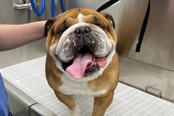 Scenthound now offering dog grooming services in Southlake